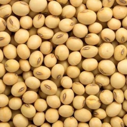 Soyabean Seeds - સોયાબીન બીયારણ