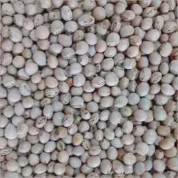 Pigeon Pea Seeds - તુવેર બિયારણ