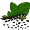 Urad