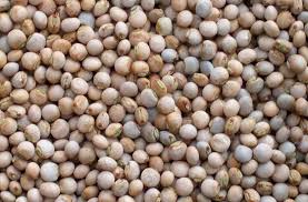 Arhar - Tuver