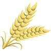 Wheat