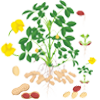 Groundnut