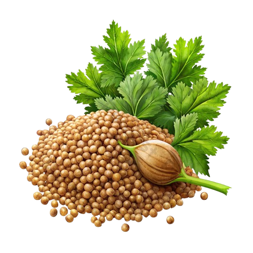 Coriander